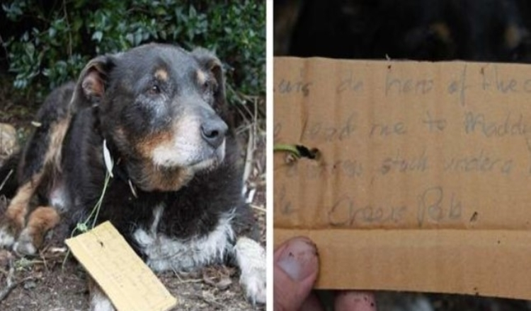 Photo of Missing dog comes back to his family with handwritten note calling him a hero