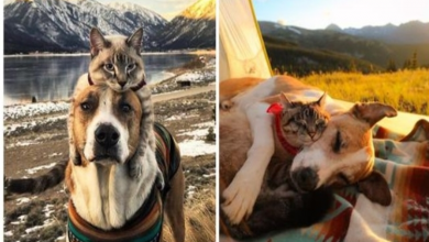 Photo of Rescue Dog And Cat Become Besties And Take Adventures Together