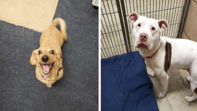 Photo of One Woman’s Final Action Changed The Lives Of Every Dog In Ohio Shelter