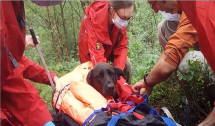 Photo of Derbyshire mountain rescue team called to help stricken Labrador after dog becomes unwell on walk