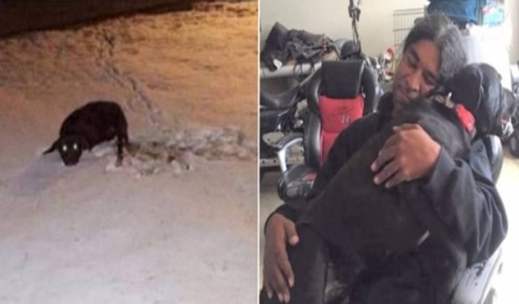 Photo of Dog Left For Dead Leaps Into The Arms Of The Man Who Saved Him