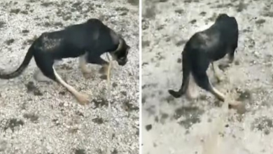 Photo of Dog’s Owner Left Him In The Cold Because Of How He Walked