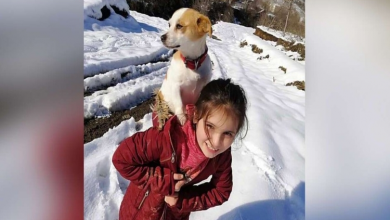 Photo of Little Girl Trudges Through Heavy Snow To Get Help For Her Si.ck Dog