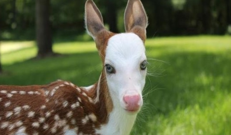 Photo of World Rarest White-Faced Fawn, Rejected By Mother, Finds New Life