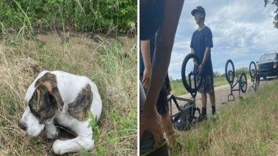 Photo of Teens Find Injured Dog Near Busy Road And Save His Life