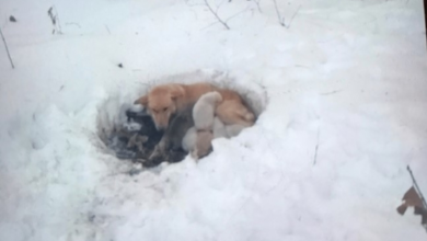 Photo of With Nowhere Else To Go, Mother Dog Burrows Into Snowdrift And Wraps Her Body Around Her Puppies
