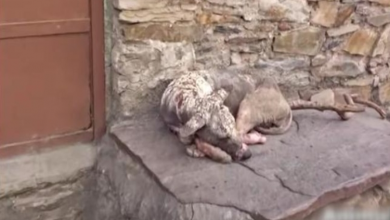 Photo of Dog With Cracked Skin Picks A Spot To Die While Waiting For Her Angels