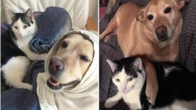 Photo of Stray Cat Loves His Sister Dog And Won’t Stop Kissing Her