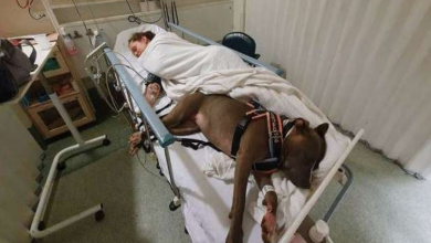 Photo of Service Dog Refuses To Leave Mom’s Side After Saving Her Life