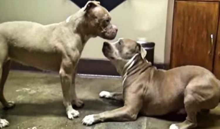 Photo of 2 Horribly Abused Pit Bulls Meet for the First Time. My Heart Can’t Handle What Happens!