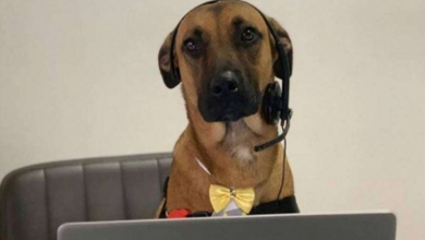 Photo of Stray Dog Who Kept Visiting Car Dealership Gets Adopted And Given A Job