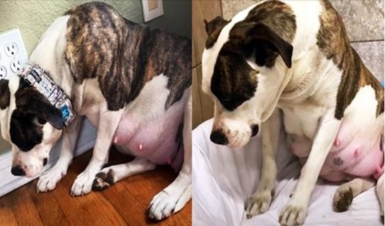 Photo of Pregnant Dog Refuses To Look At Her Foster In The Eye, And Kept Her Puppies Inside