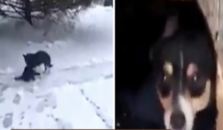Photo of Heroic hound who finds cat in snow and drags him to safety is caught on camera