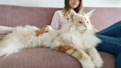 Photo of Giant Maine Coon Cat Is Over 3 Feet Tall And Cat Lovers Are Obsessed With Him