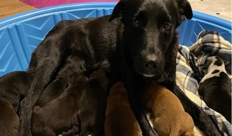 Photo of Rescue Dog Takes in Orphaned Puppies After Losing Her Own Litter: ‘Nothing Short of a Miracle’