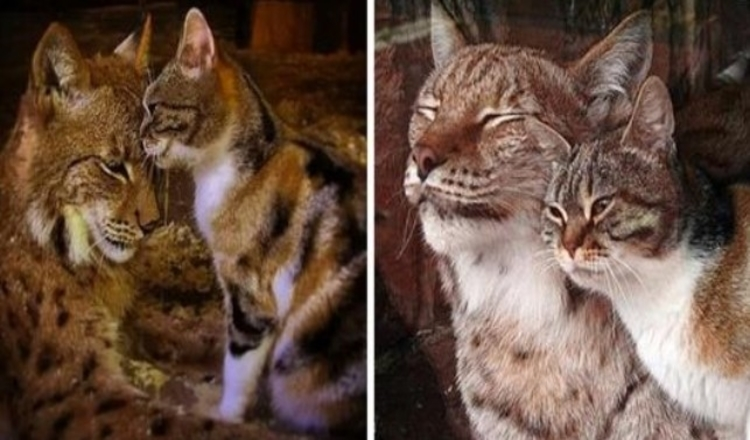 Photo of Stray Cat Breaks Into Lynx’s Enclosure At Zoo, And They Become Best Friends