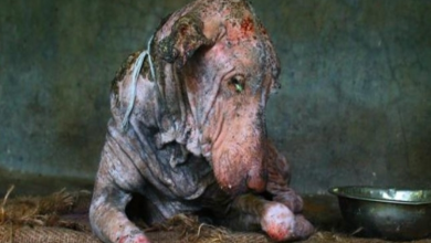 Photo of Amazing Transformation Of Sick Dog Who Had Given Up Hope.