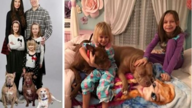 Photo of Three Rescue Dogs Find The Perfect Match With Their Three Adopted Human Siblings