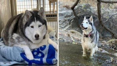 Photo of Depressed Obese Husky Finds Herself Again Through An Awesome Journey