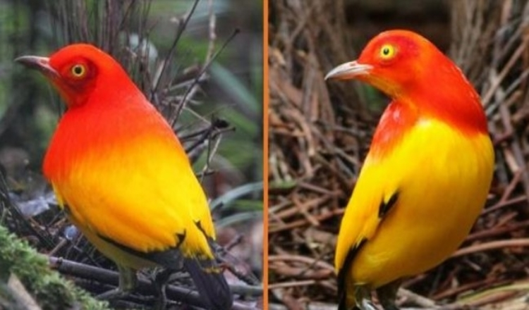 Photo of Meet The Flame Bowerbird – The Vibrant, Sunset-Colored, Creative Bird Engineer