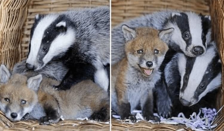 Photo of Baby Fox Finds A Special Home And Becomes Best Friends With Orphan Badgers