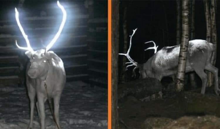 Photo of Finland Is Covering Reindeer Antlers In Reflective Paint To Prevent Car Accidents