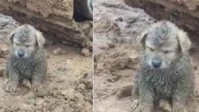 Photo of A Mud-Covered Puppy is Found on a Construction Site; Driver is Surprised to Find Out It was a Golden Retriever Puppy