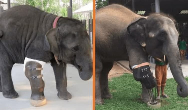 Photo of Baby Elephant Was Given Prosthetic Leg After Losing Leg To Landmine