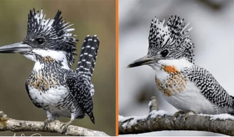 Photo of Meet The Crested Kingfisher – 10+ Photos of The Bird Wearing A Shaggy Silver Mohawk