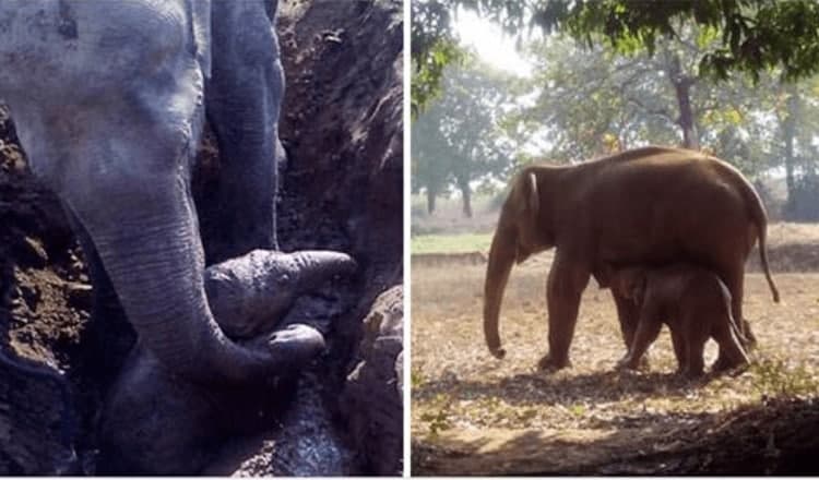 Photo of Elephant Mom Fought For 11 Hours Straight To Save Her Baby