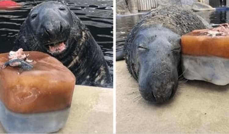 Photo of Adorable Seal Was Surprised With A Giant Ice Fish Cake On His 31st Birthday, And He Loved It