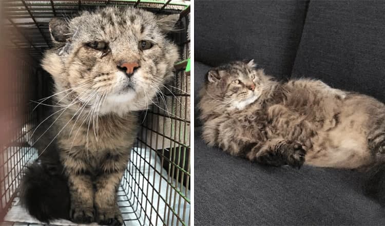 Photo of Senior Feral Cat Finds His Forever Home After Being Rescued & Becomes A Mama’s Boy