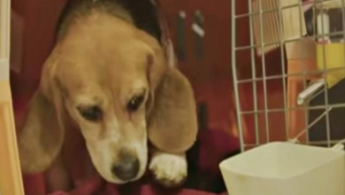 Photo of Beagle Freed From Lab Testing Won’t Leave Crate Til He Hears A Baby Crying