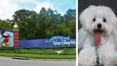 Photo of Dog Rescued From Hot Car In Disney World Parking Lot After Barking For Help