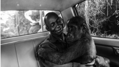 Photo of Gorilla Lovingly Embraces Man Who Rescued Her From Hunters