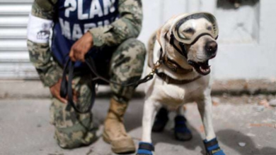 Photo of Frida: the Mexican rescue dog who has saved more than 52 lives