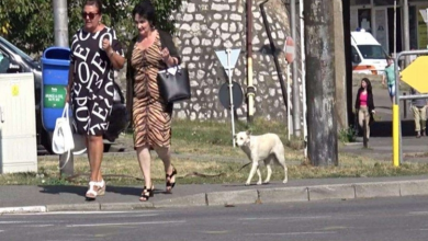 Photo of Homeless Dog Following Everyone on the Street is Ignored by Passersby