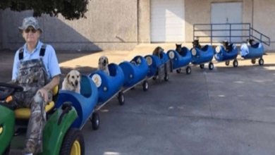 Photo of Elderly Man Builds Mini Train To Give Rides To Rescue Dogs