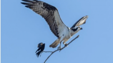 Photo of Incredible Moment A Blackbird Hitches A Ride On An Ospreys Stick