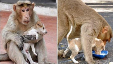 Photo of Kind monkey finds stray puppy on the streets and decides to adopt him