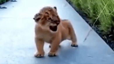 Photo of Cute Lion Cub Attempts to ‘Roar’ in the Most Adorable Way