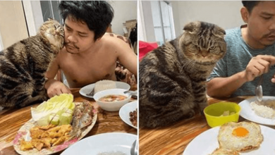 Photo of Woman Claims This Cat Stole Her Husband, Provides Cute Photos To Prove It