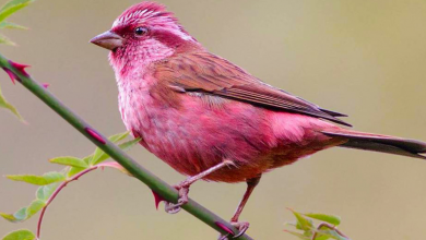 Photo of Meet The Rosefinches, The Little Birds With A Gorgeous Pink Coloring