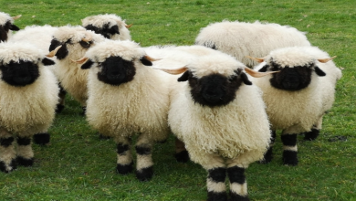 Photo of Meet The Valais Blacknose Sheep – The Worlds Cutest Sheep Look Like Stuffed Animals