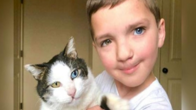 Photo of Bullied 7 Year-Old Finds Cat With Same Rare Eye Condition And Cleft Lip, And It’s Like Destiny Exists