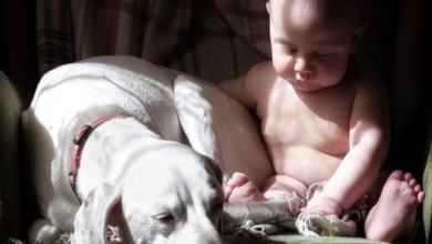 Photo of Abused Dog Is Terrified Of Everyone Except This Baby, And Their Pics Are The Sweetest Thing Ever