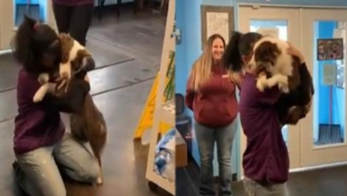Photo of Lost Dog Cries Out With Joy While Reuniting With Her Worried Mom