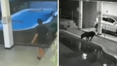 Photo of Courageous 11-Year-Old Le.aps Into Pool To Save His Dog From Drowning