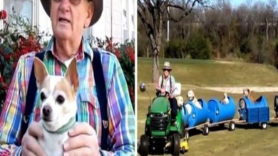 Photo of People Keep Dumping Dogs Near His House, So He Builds Them A Special Doggie Train