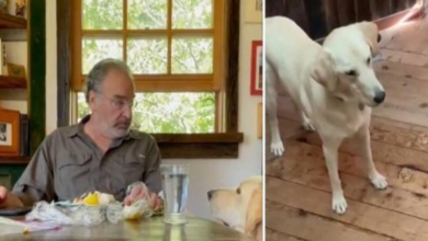 Photo of Mandy Patinkin’s Dog Recognizes Her Dad’s Voice On Tape